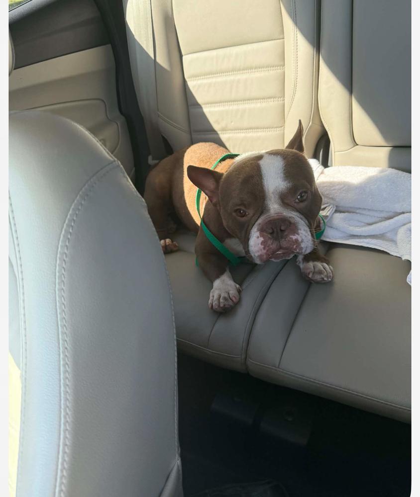 Enlarge Luther cheeseburger- 4786 FL, a Adopted mixed breed in Maryville, TN image 4/5