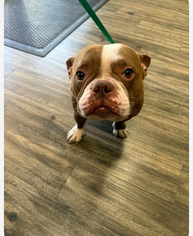 Enlarge Luther cheeseburger- 4786 FL, a Adopted mixed breed in Maryville, TN image 5/5