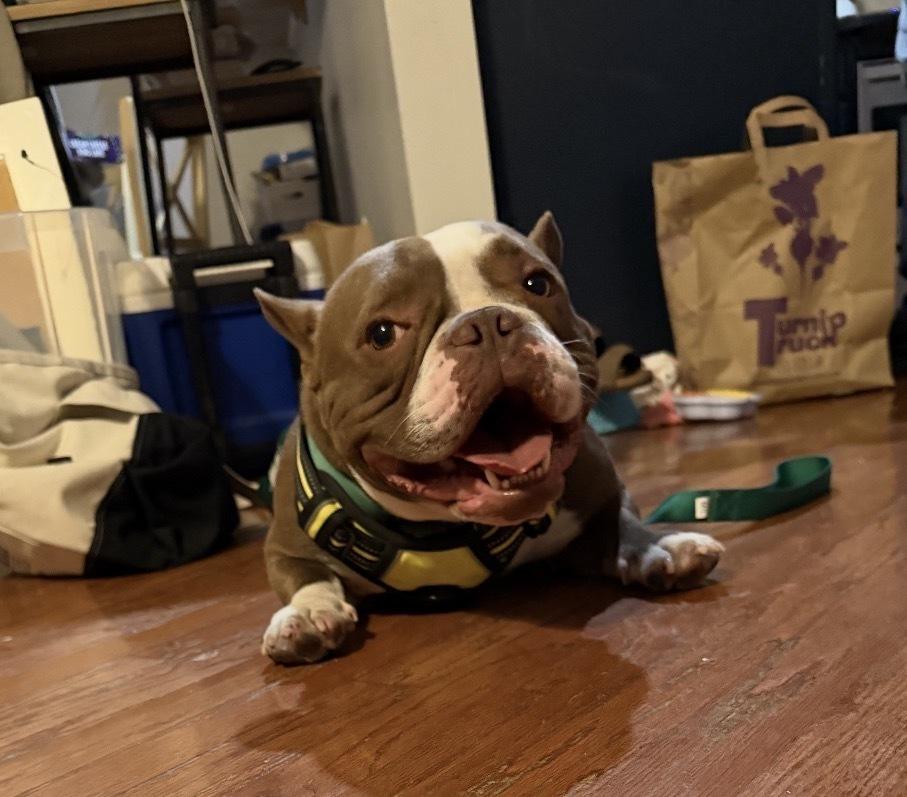 Enlarge Luther cheeseburger- 4786 FL, a Adopted mixed breed in Maryville, TN image 6/6