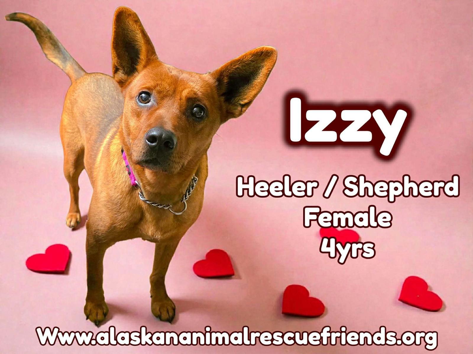Izzy, Adoptable, Adult Female Australian Cattle Dog / Blue Heeler & Shepherd.