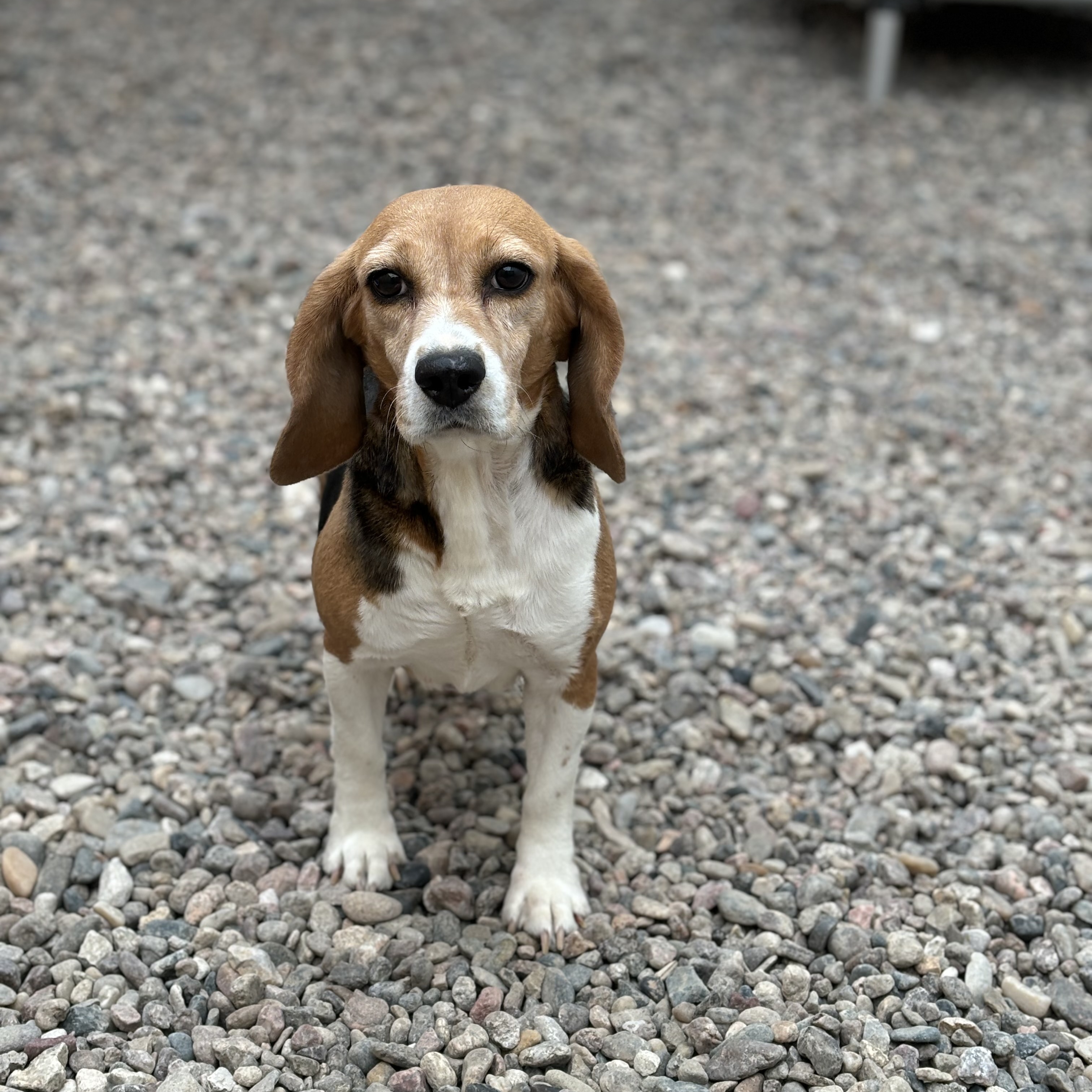 Dog for adoption Peaches, a Beagle in Hartville, WY Petfinder