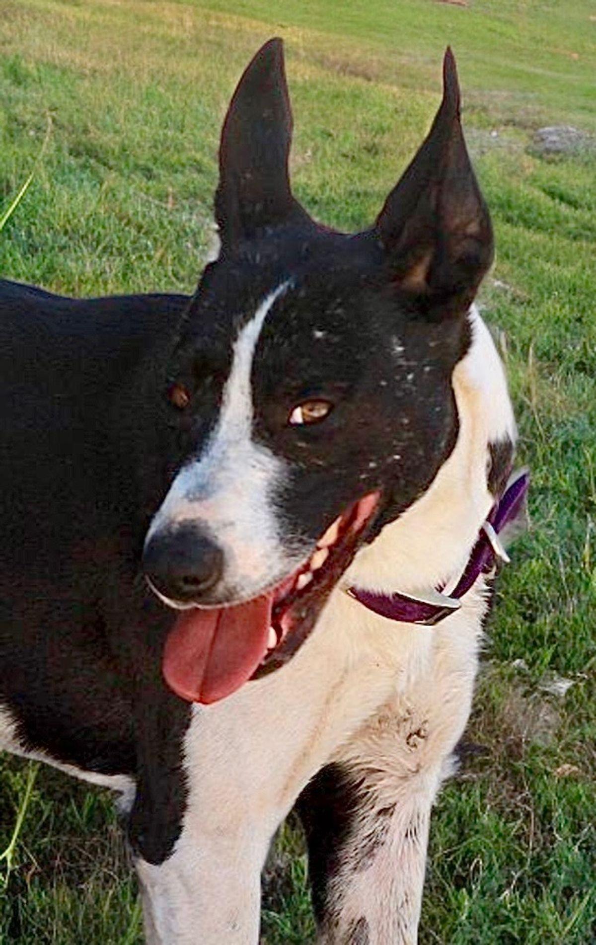 Enlarge Gina, a Adoptable mixed breed in Kingman, AZ image 1/3