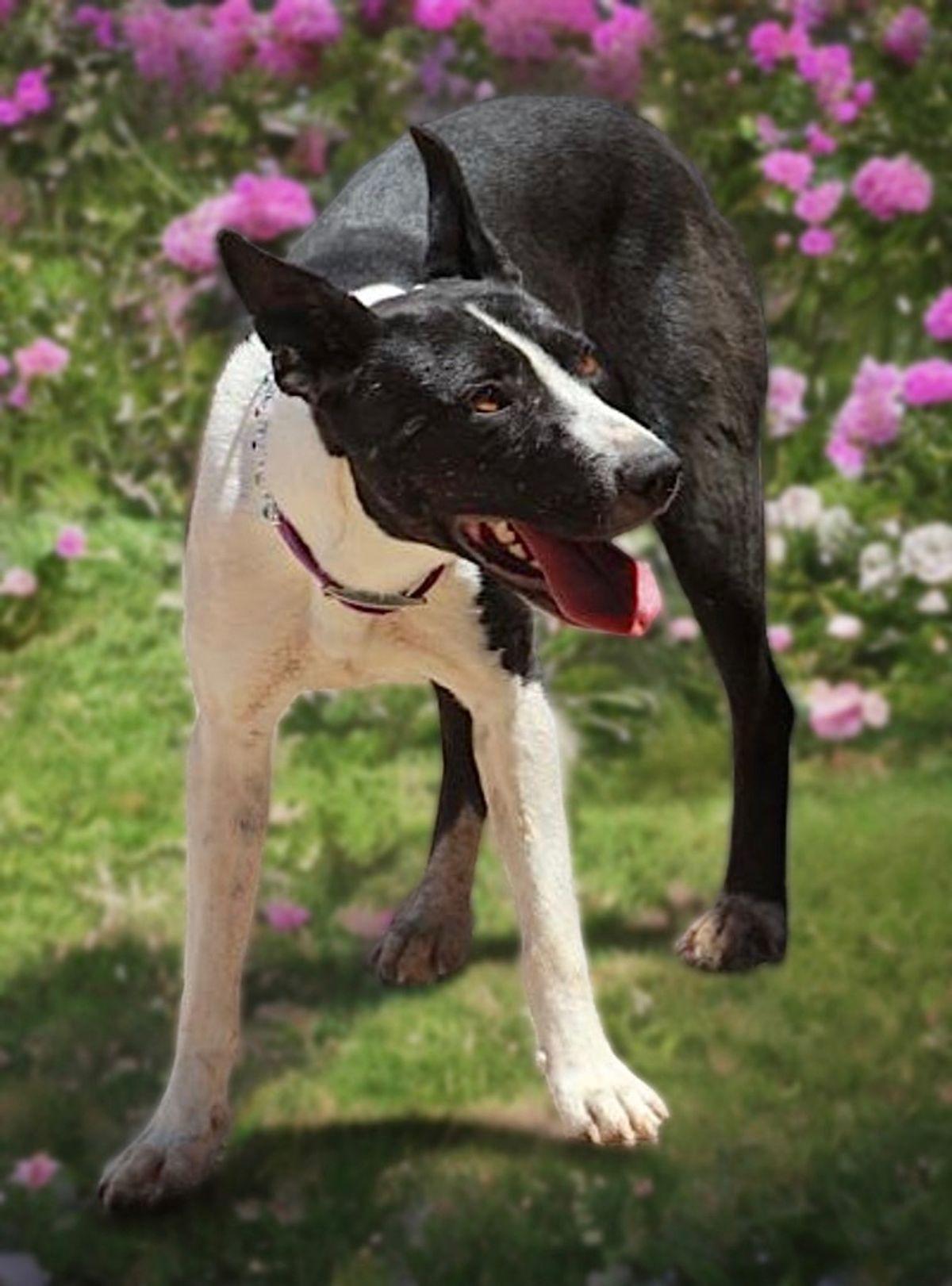 Enlarge Gina, a Adoptable mixed breed in Kingman, AZ image 2/3