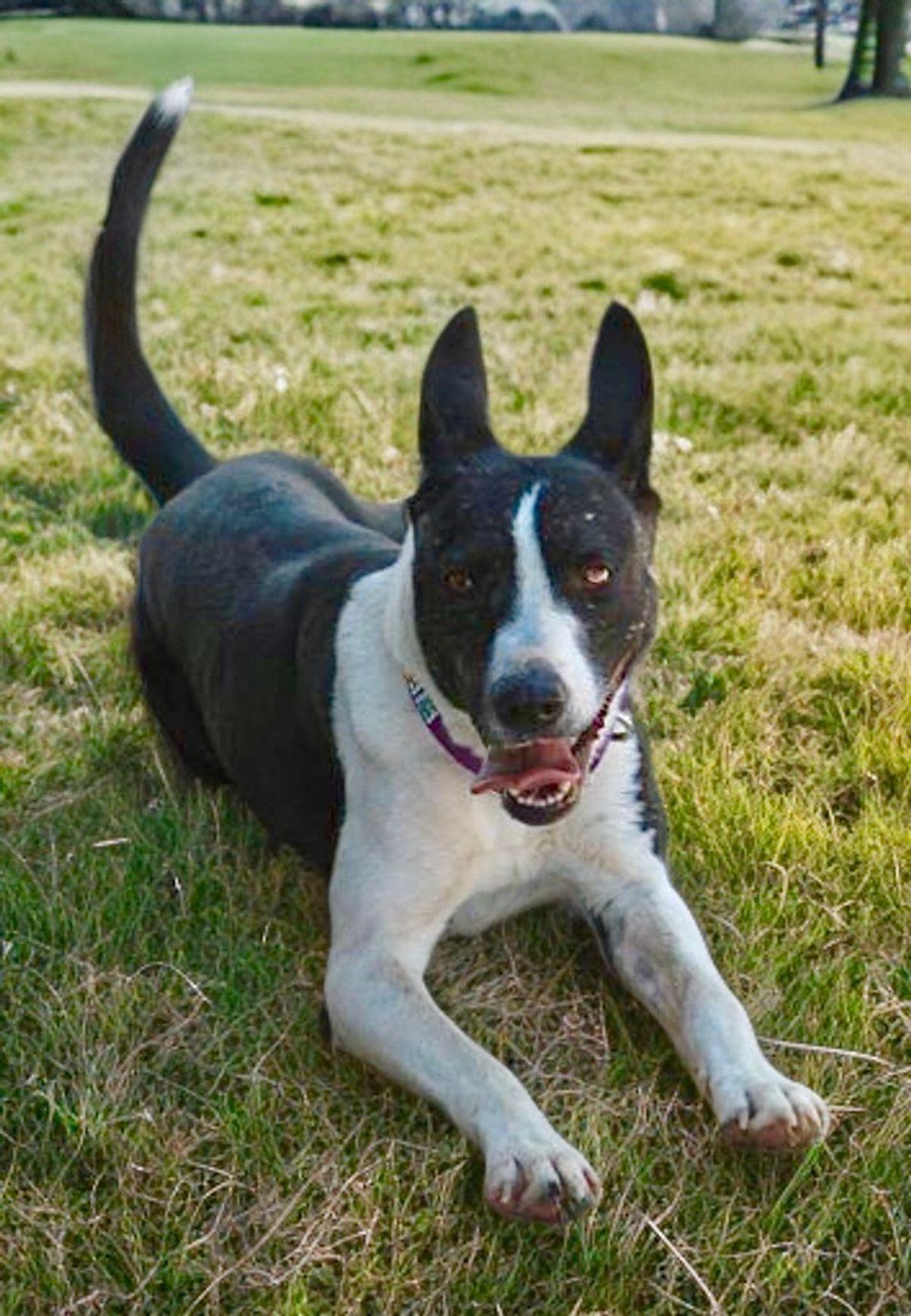 Enlarge Gina, a Adoptable mixed breed in Kingman, AZ image 3/3
