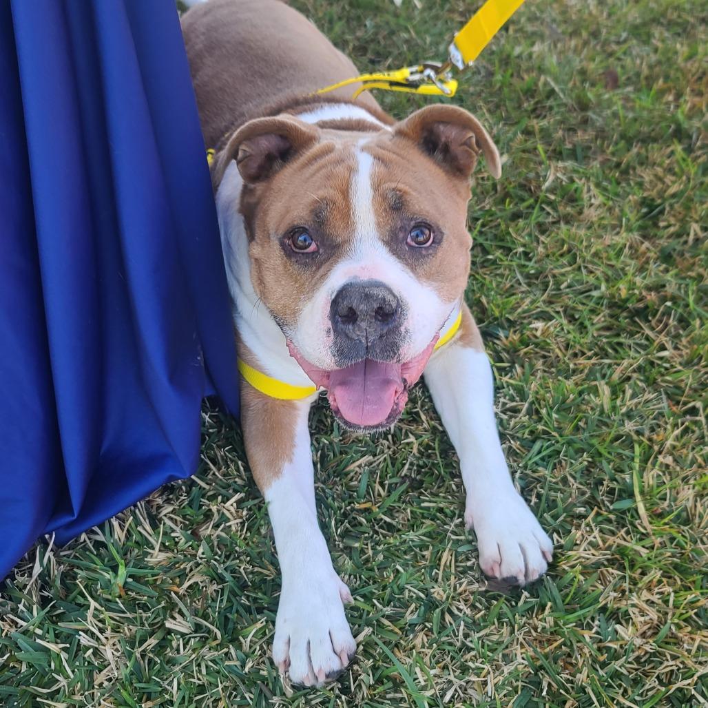 Dorito, Adoptable, Adult Male Pit Bull Terrier.