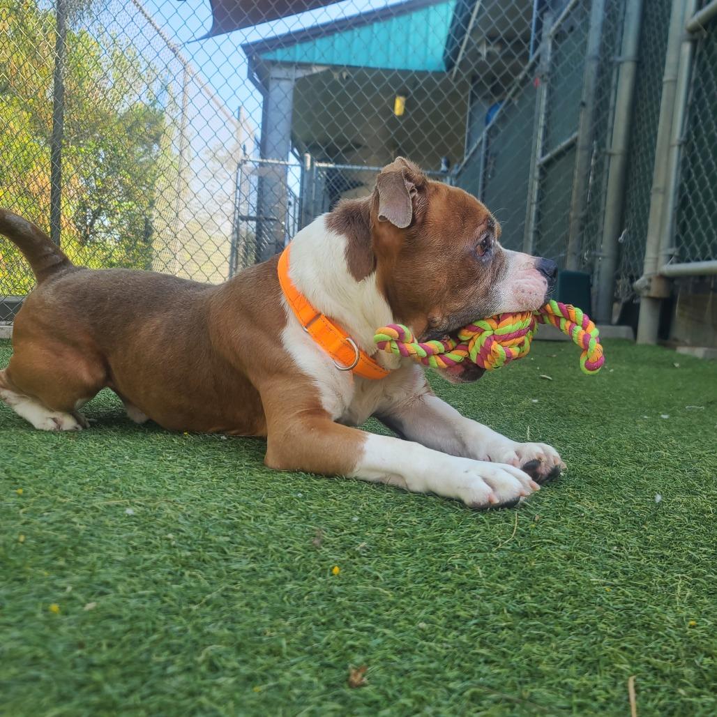 Dorito, a Adoptable Pit Bull Terrier in Galveston, TX image 1/6