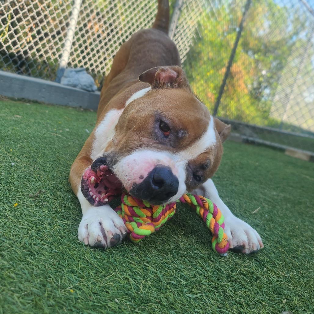 Dorito, a Adoptable Pit Bull Terrier in Galveston, TX image 2/6