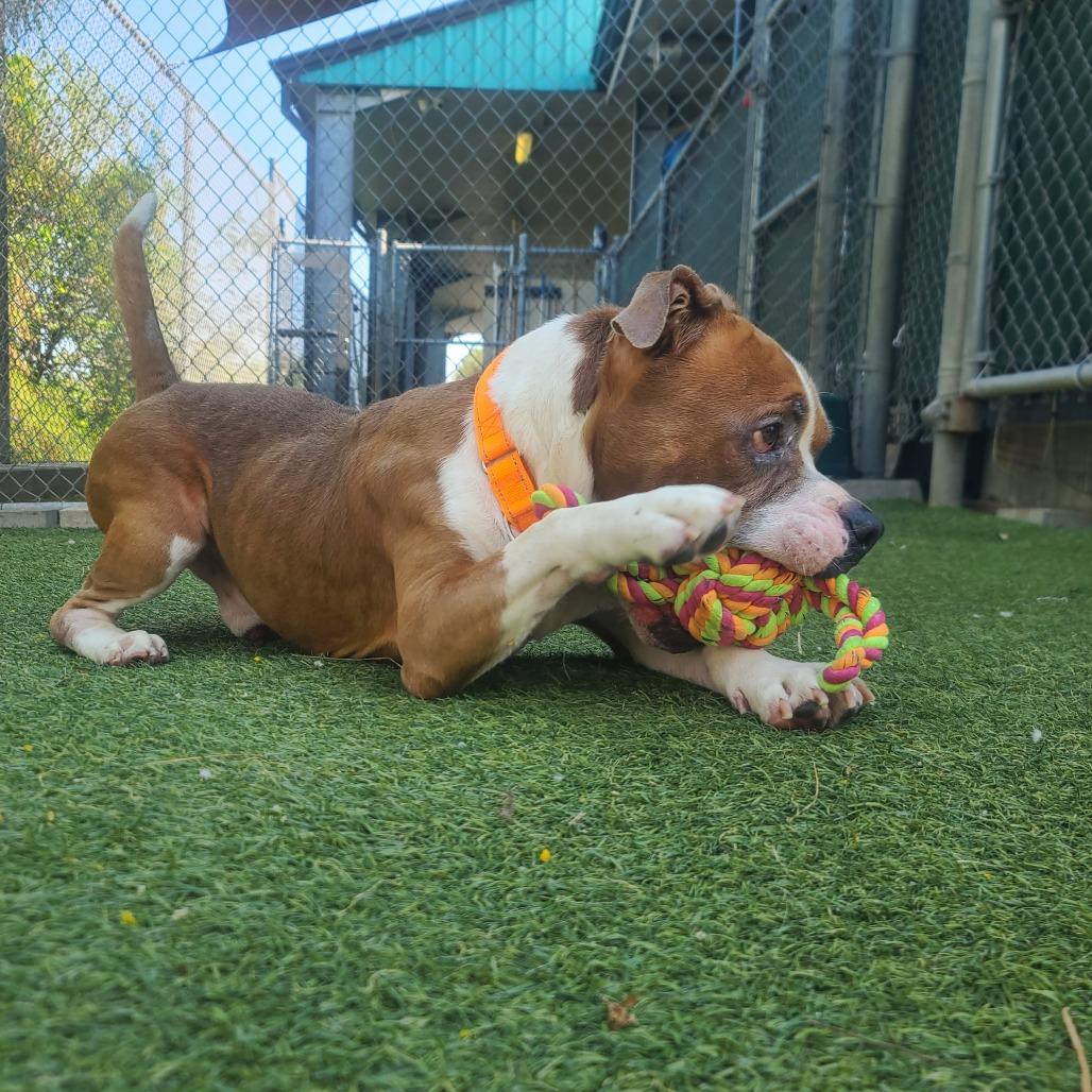 Dorito, a Adoptable Pit Bull Terrier in Galveston, TX image 3/6