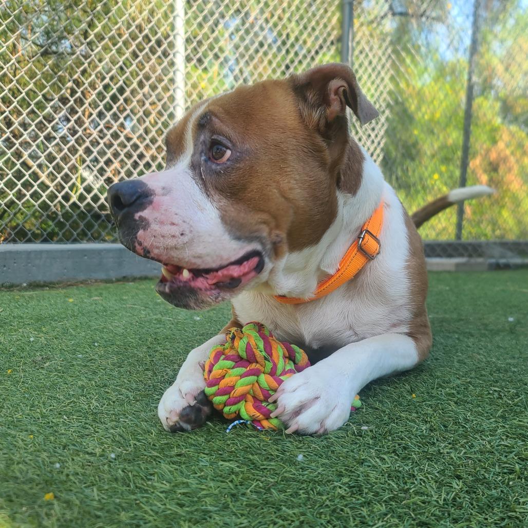 Dorito, a Adoptable Pit Bull Terrier in Galveston, TX image 4/6