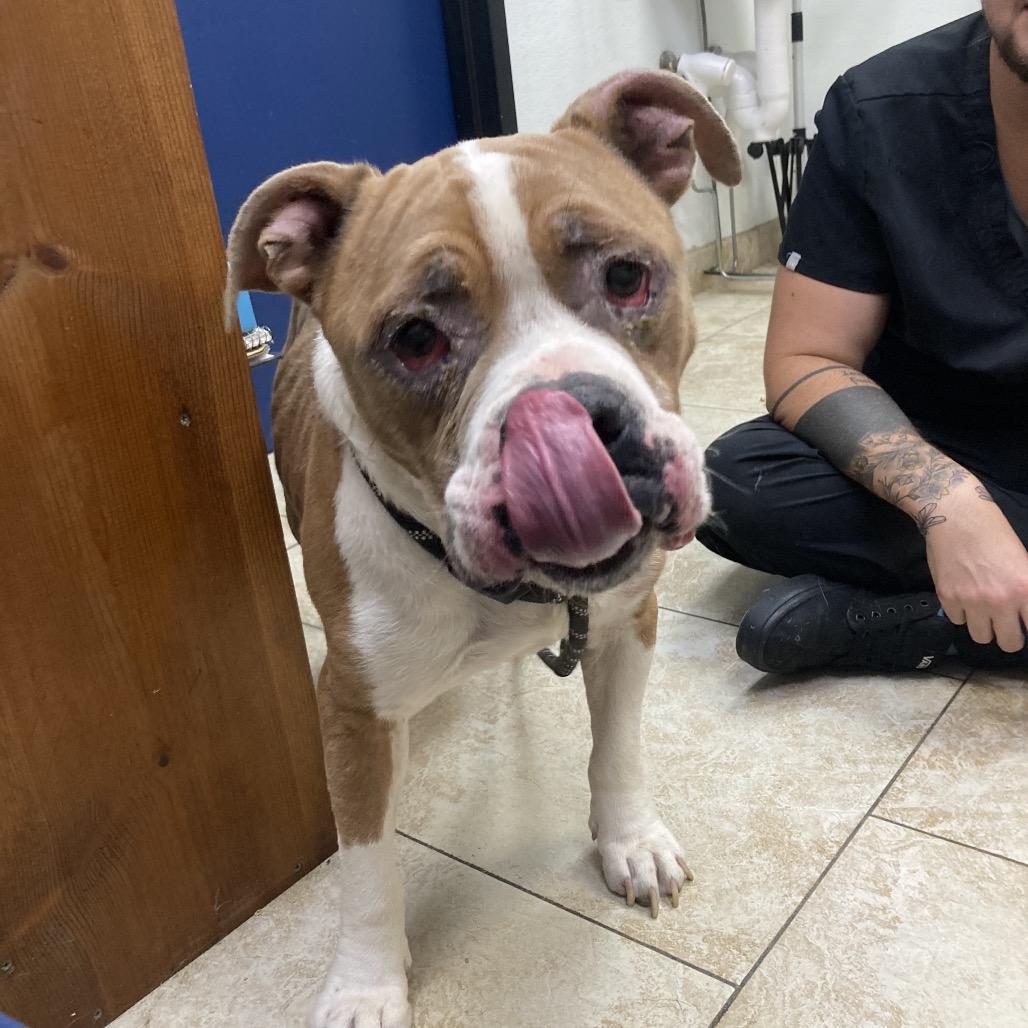 Dorito, a Adoptable Pit Bull Terrier in Galveston, TX image 5/6