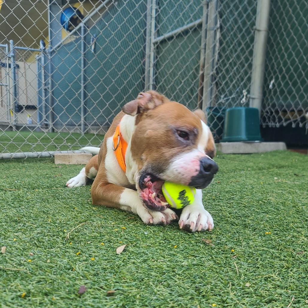 Dorito, a Adoptable Pit Bull Terrier in Galveston, TX image 6/6