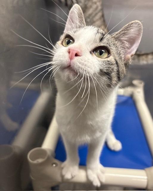 Poe, Adopted, Kitten Male Domestic Short Hair.