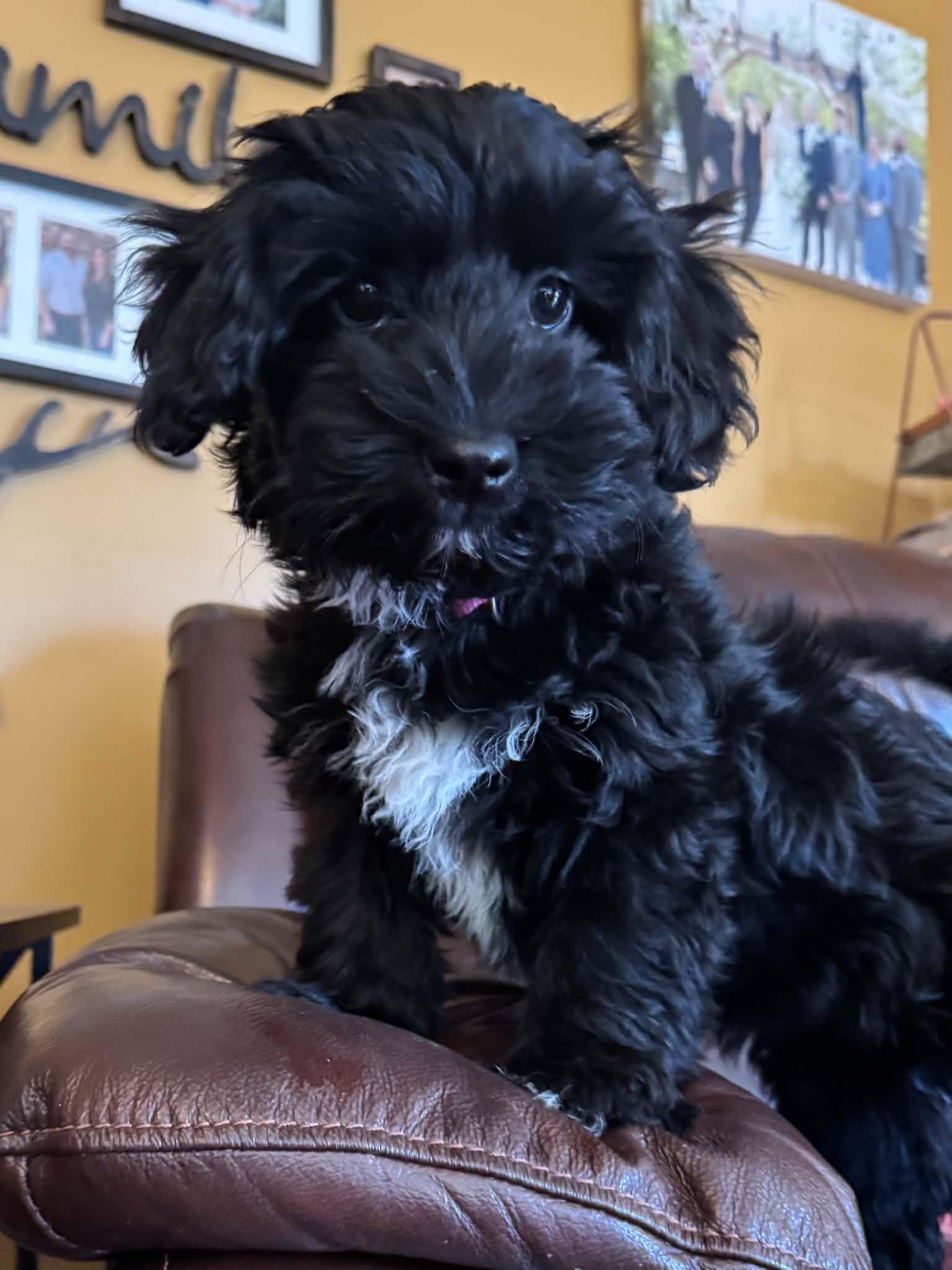 Harper, Adopted, Puppy Female Miniature Poodle & Havanese.