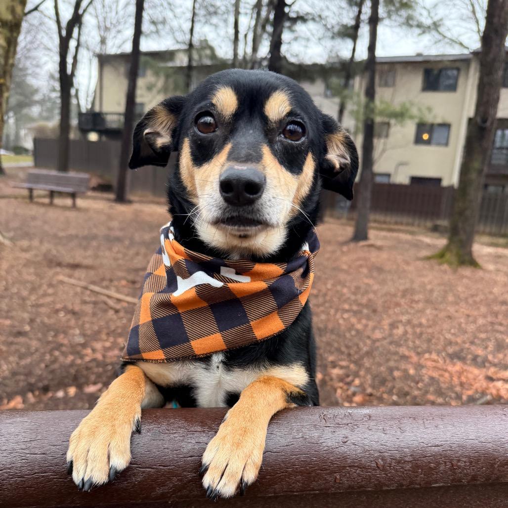 Enlarge Sassy, a Adoptable mixed breed in Fairfax, VA image 1/4