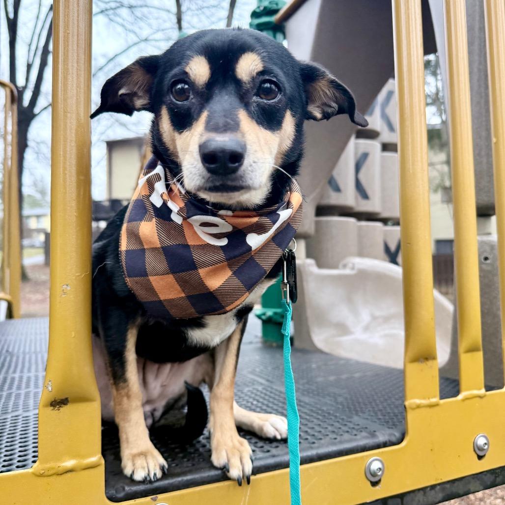 Enlarge Sassy, a Adoptable mixed breed in Fairfax, VA image 2/4