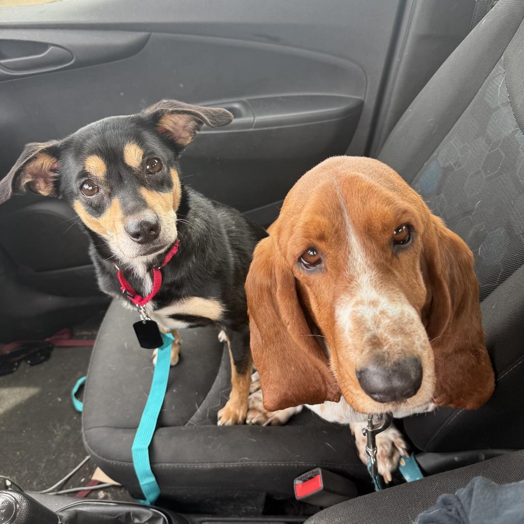 Enlarge Sassy, a Adoptable mixed breed in Fairfax, VA image 3/4