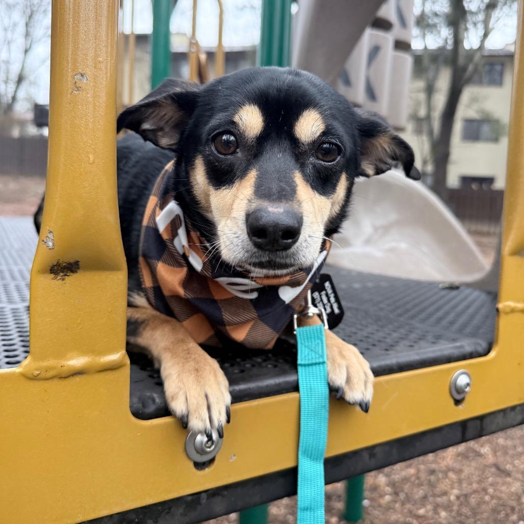 Enlarge Sassy, a Adoptable mixed breed in Fairfax, VA image 4/4