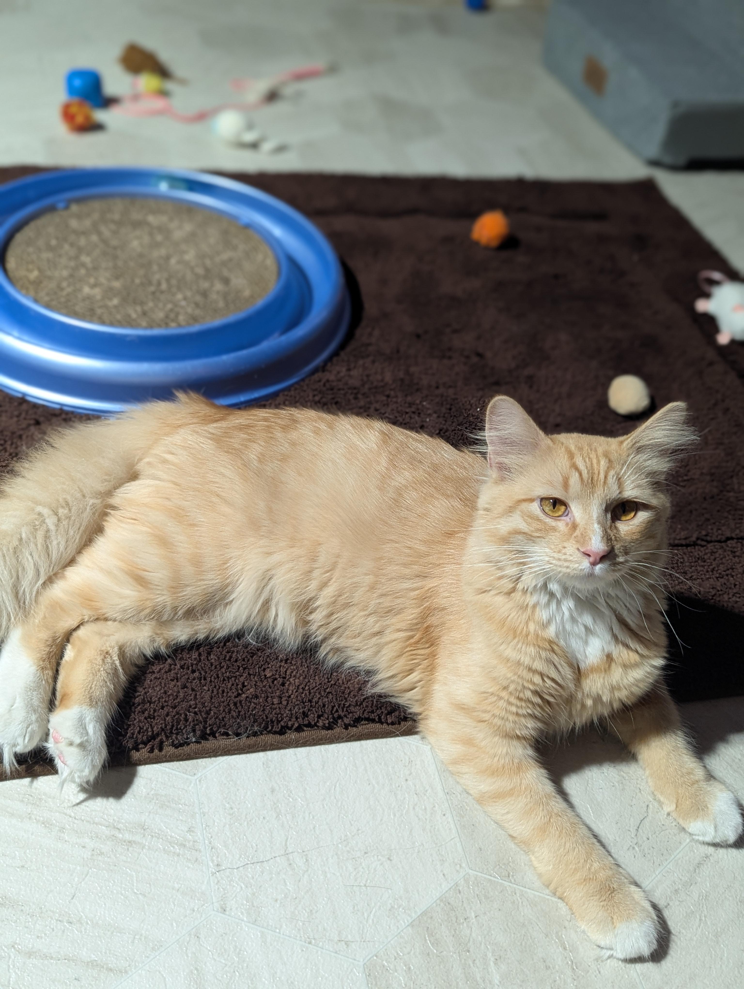 Enlarge Woodrow, an adopted mixed breed in Medford, WI image 2/2