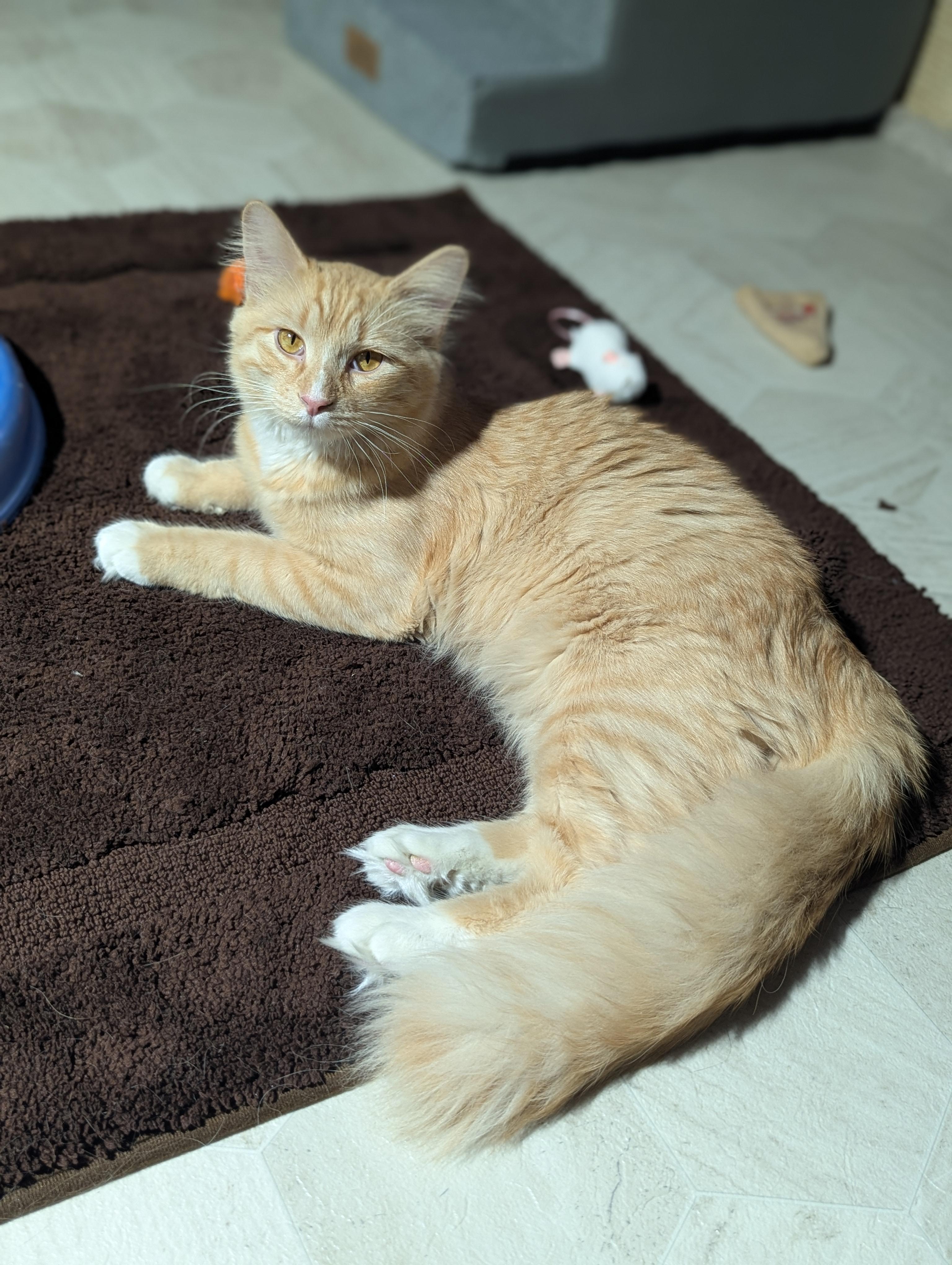 Enlarge Woodrow, an adopted mixed breed in Medford, WI image 1/2