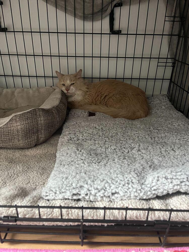 Sunshine, Adoptable, Adult Male Maine Coon.