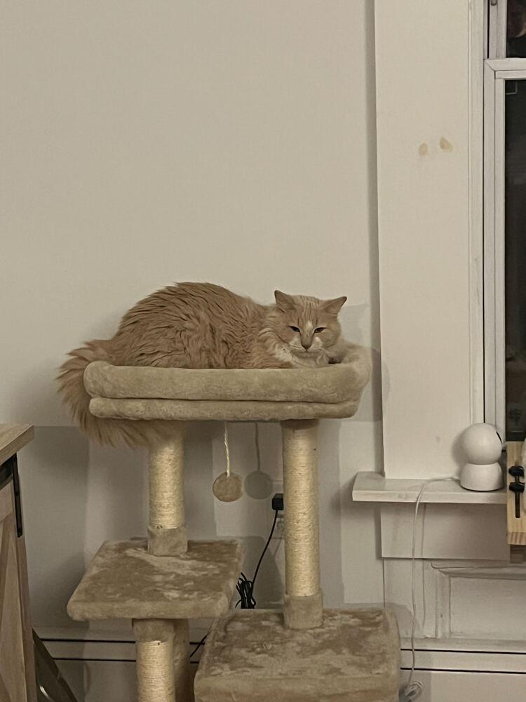 Enlarge Sunshine, a Adoptable mixed breed in New York, NY image 2/5