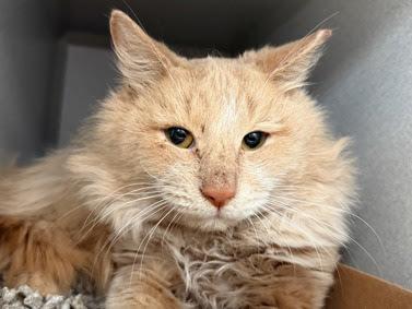 Enlarge Sunshine, a Adoptable mixed breed in New York, NY image 3/5