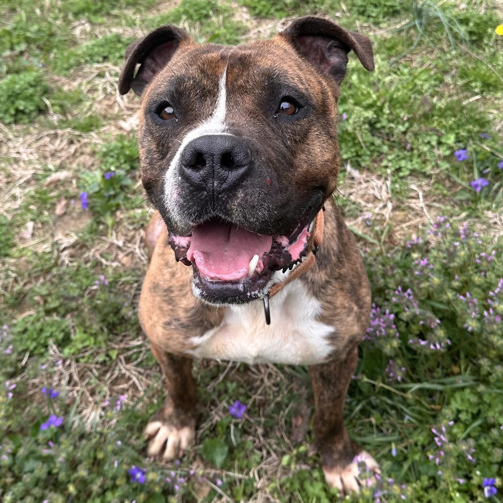 Meatloaf, Adoptable, Adult Male Boxer & Terrier.