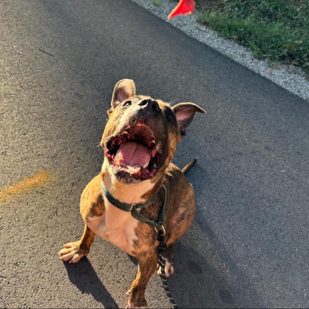 Meatloaf, Adoptable, Adult Male Boxer & Terrier.