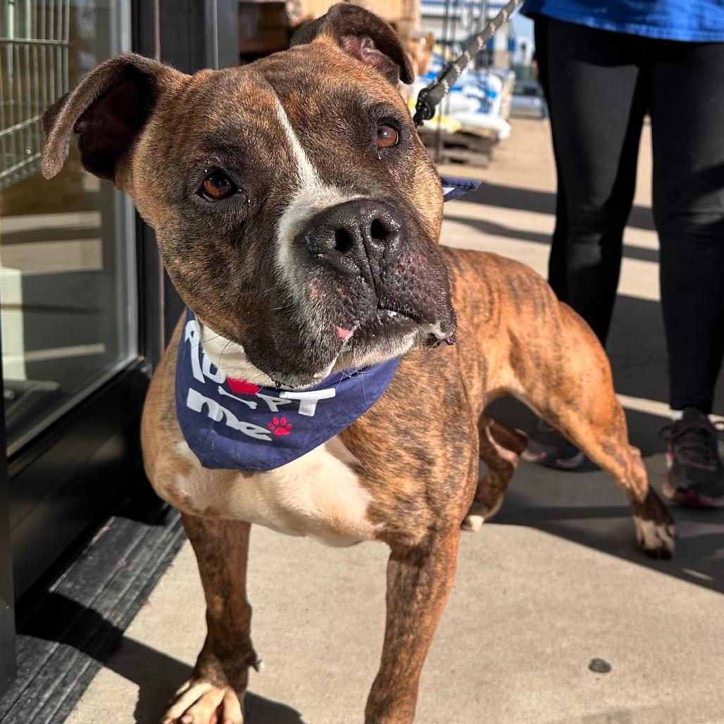 Meatloaf, a Adoptable mixed breed in Mount Vernon, IN image 2/6