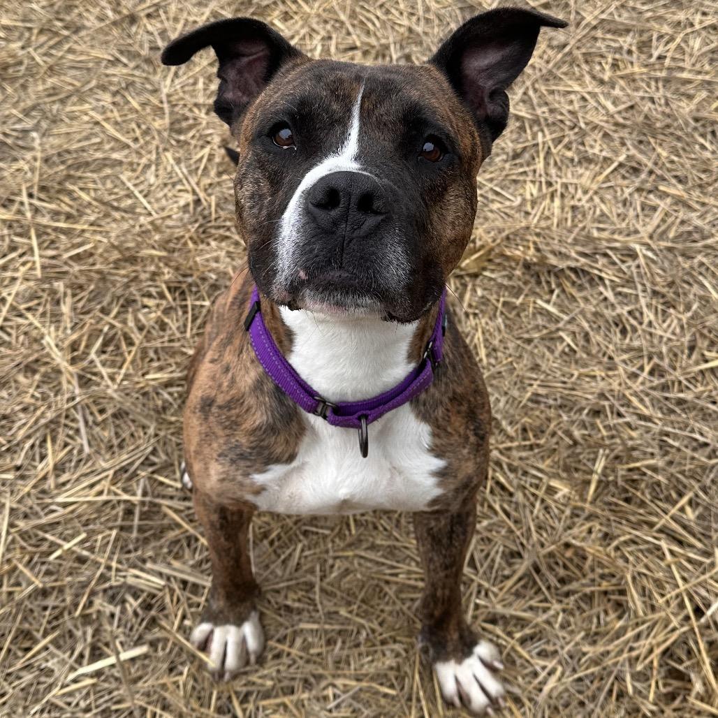 Enlarge Meatloaf, a Adoptable mixed breed in Mount Vernon, IN image 3/6