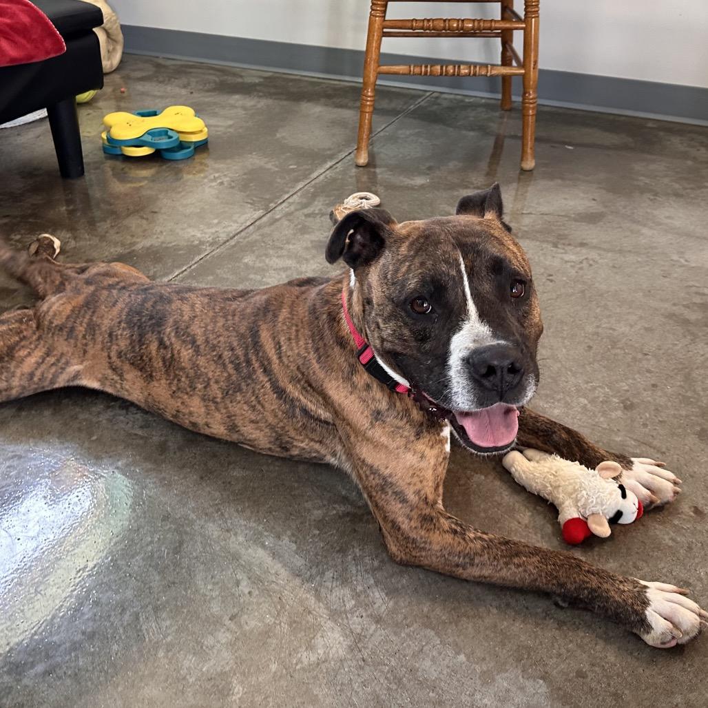 Enlarge Loaf, a Adoptable mixed breed in Mount Vernon, IN image 3/6