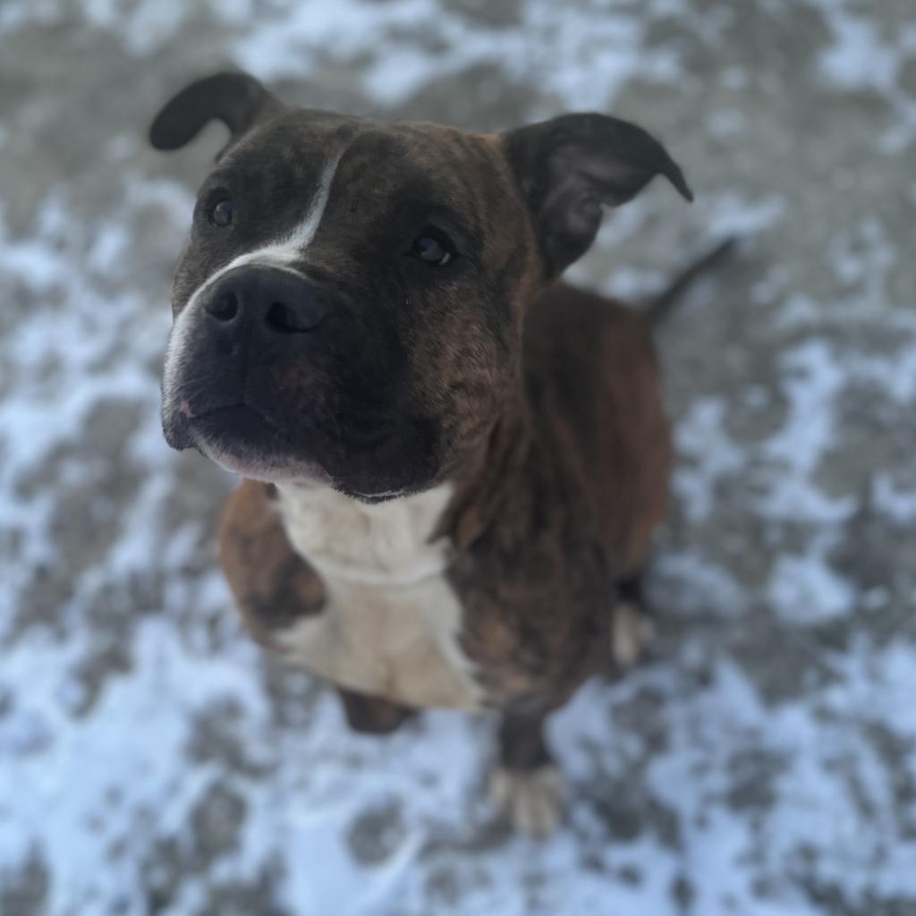 Meatloaf, a Adoptable mixed breed in Mount Vernon, IN image 5/6