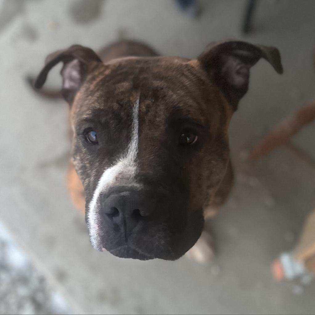 Meatloaf, a Adoptable mixed breed in Mount Vernon, IN image 5/6