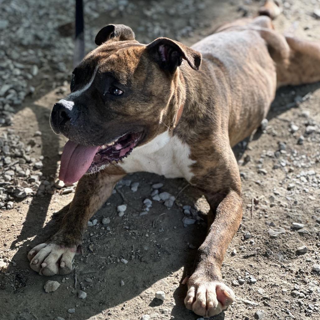 Enlarge Meatloaf, a Adoptable mixed breed in Mount Vernon, IN image 6/6