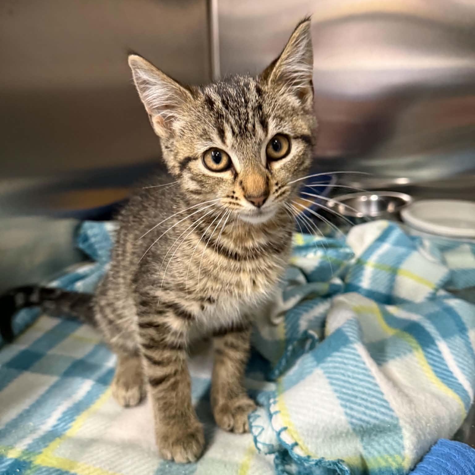 Muddy Buddy, ADOPTABLE, Kitten Male Domestic Short Hair.