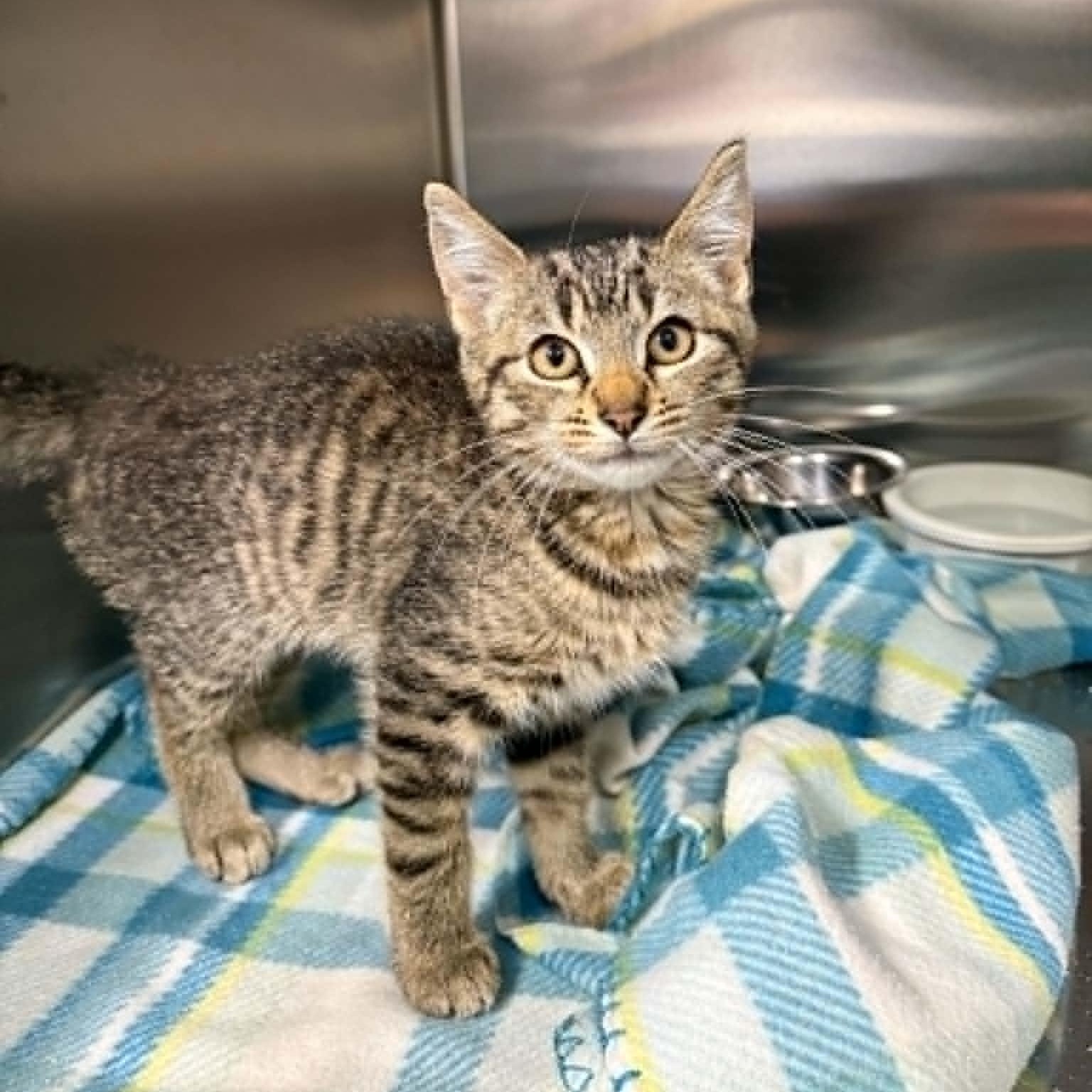 Muddy Buddy, a ADOPTABLE Domestic Short Hair in Martinsville, IN image 3/4
