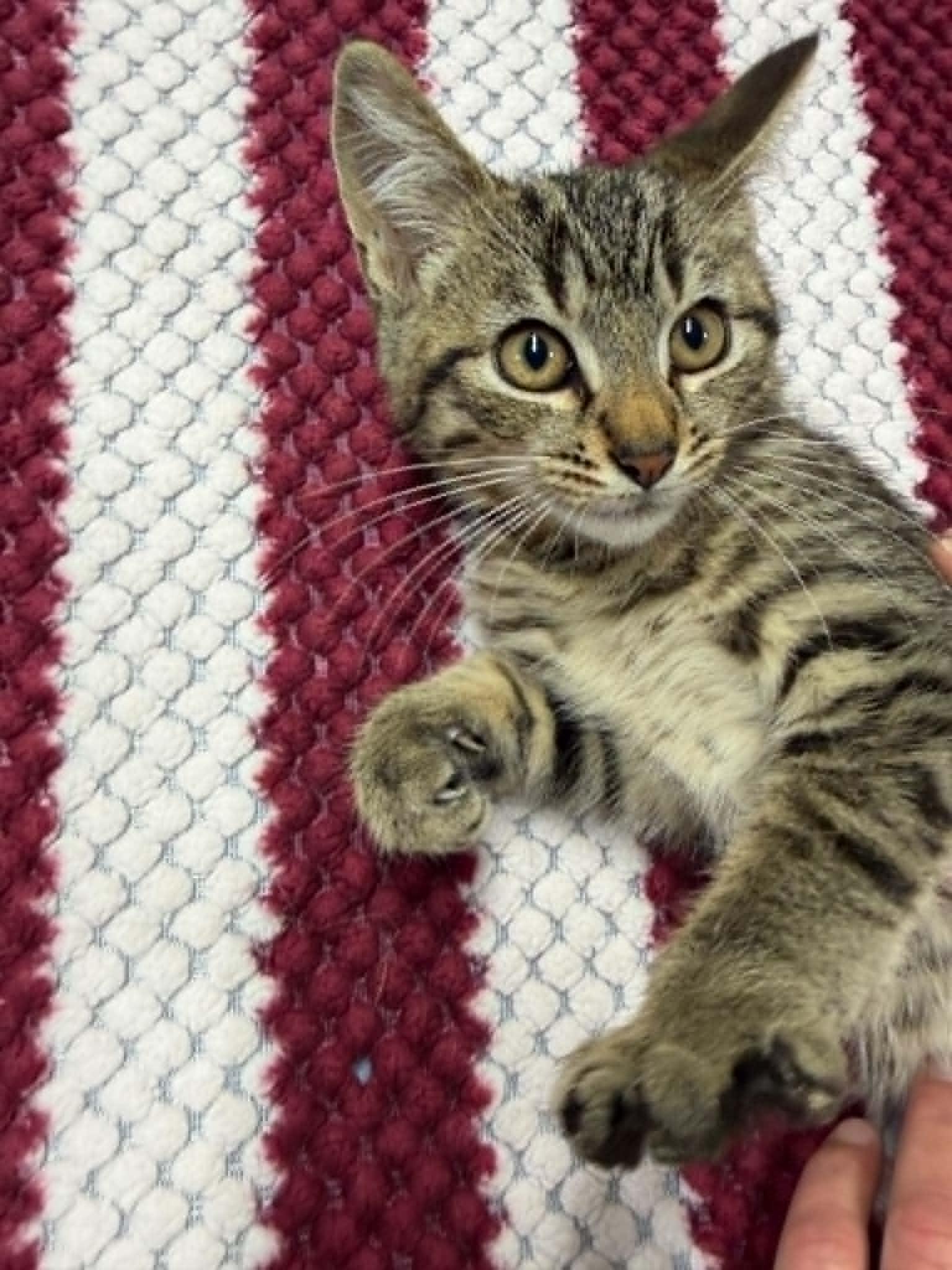 Muddy Buddy, a ADOPTABLE Domestic Short Hair in Martinsville, IN image 2/4