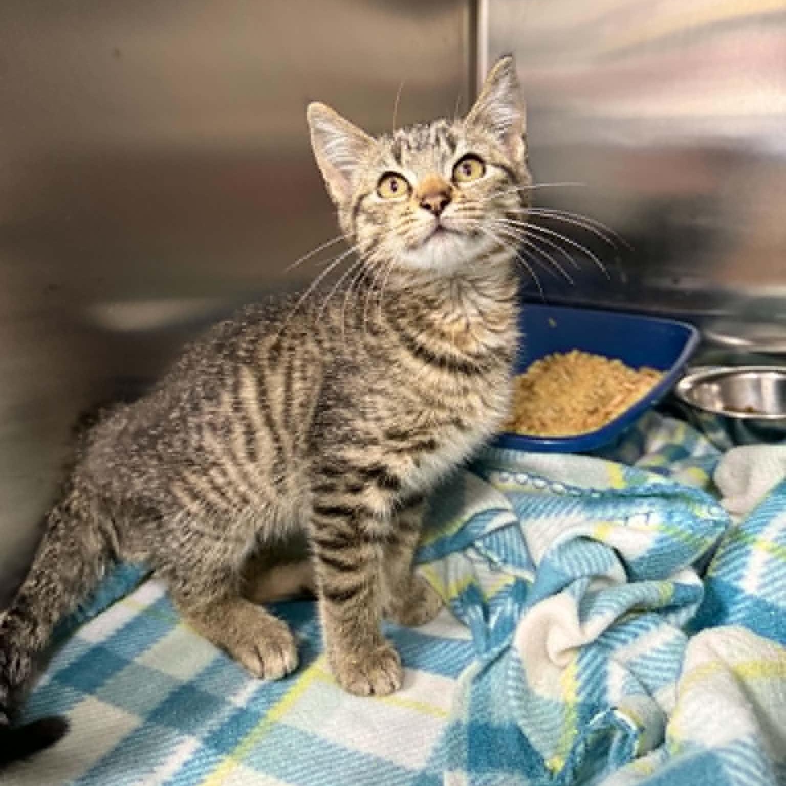 Muddy Buddy, a ADOPTABLE Domestic Short Hair in Martinsville, IN image 4/4