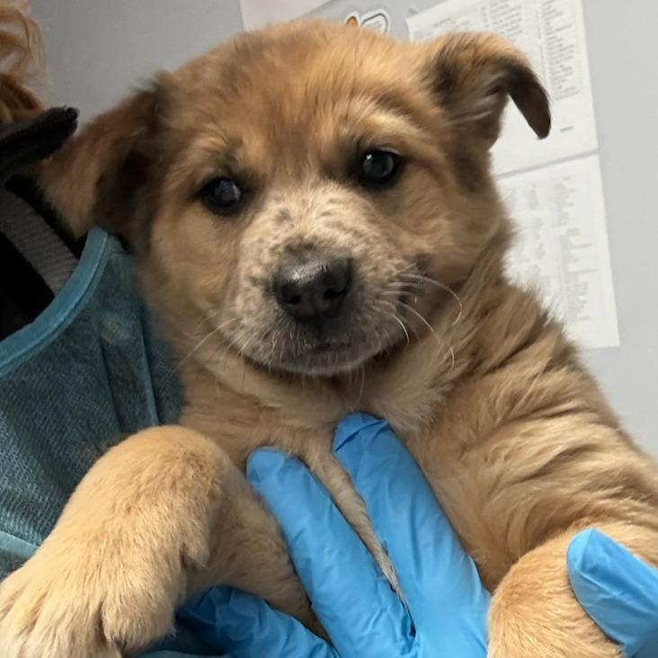 Enlarge Sweetpea, a Adoptable Mixed Breed in Boone, IA image 1/3