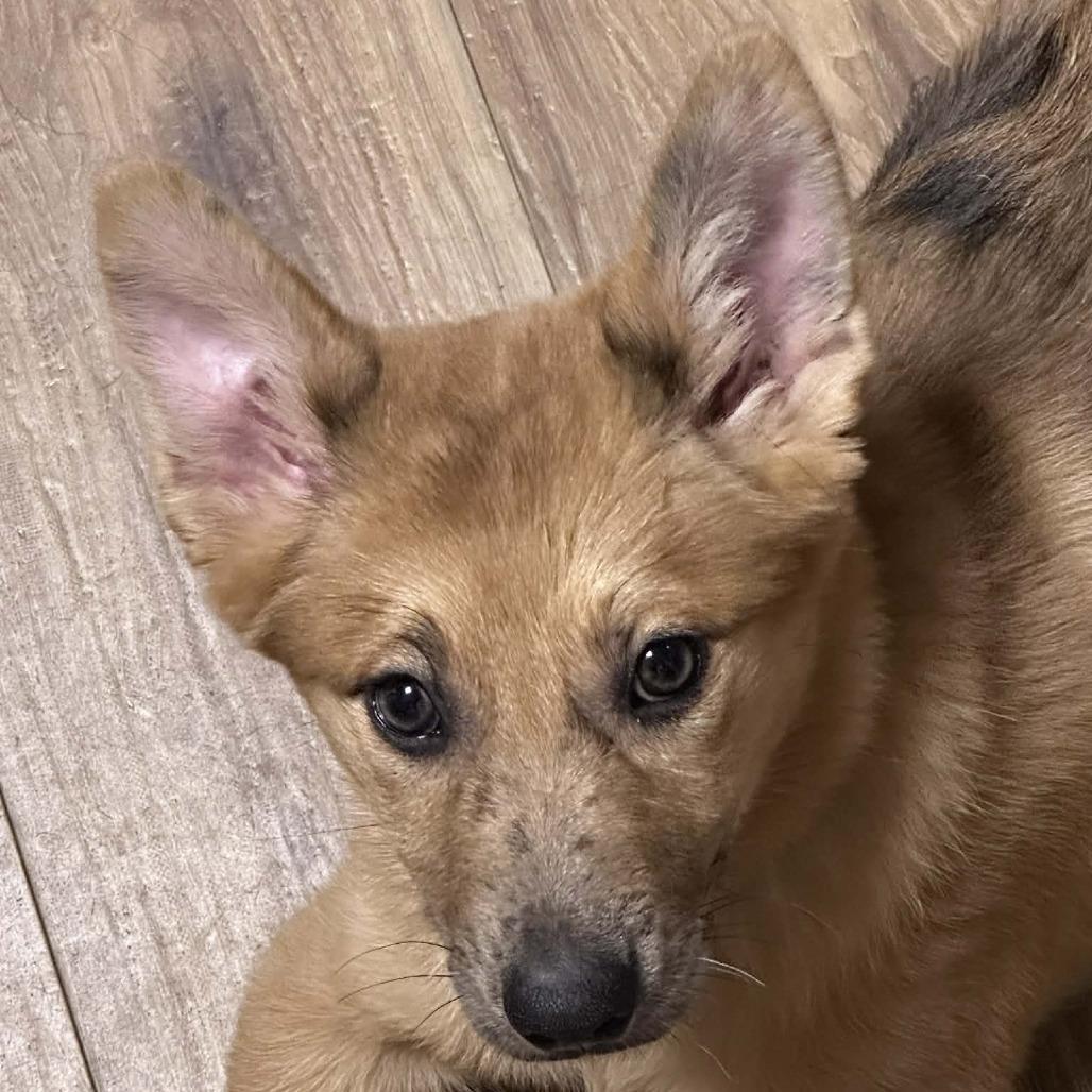 Enlarge Sweetpea, a Adoptable Mixed Breed in Boone, IA image 2/3