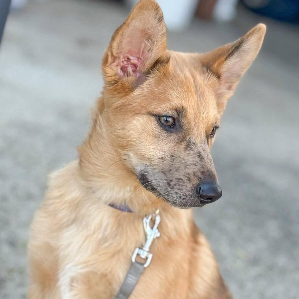 Enlarge Sweetpea, a Adoptable Mixed Breed in Boone, IA image 2/6