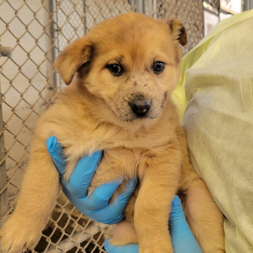 Enlarge Sweetpea, a Adoptable Mixed Breed in Boone, IA image 3/3