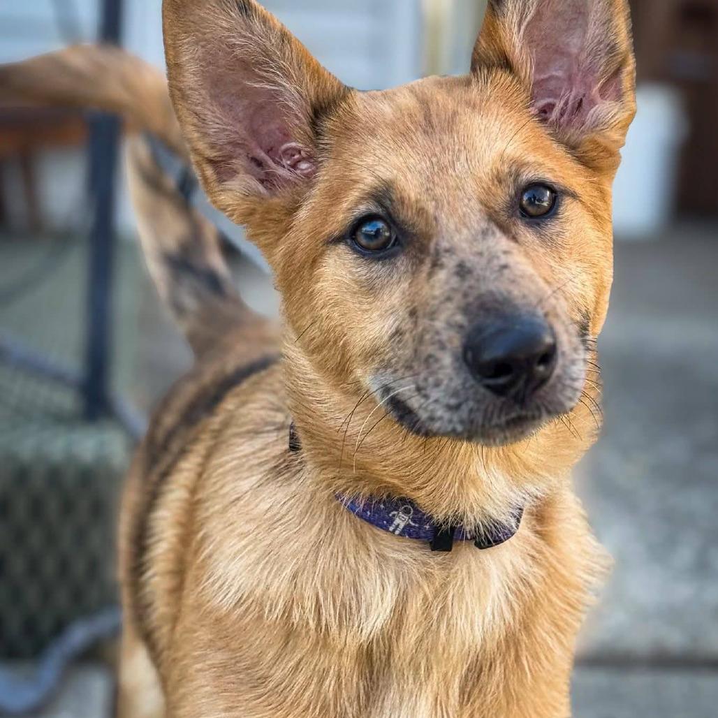 Enlarge Sweetpea, a Adoptable Mixed Breed in Boone, IA image 4/6