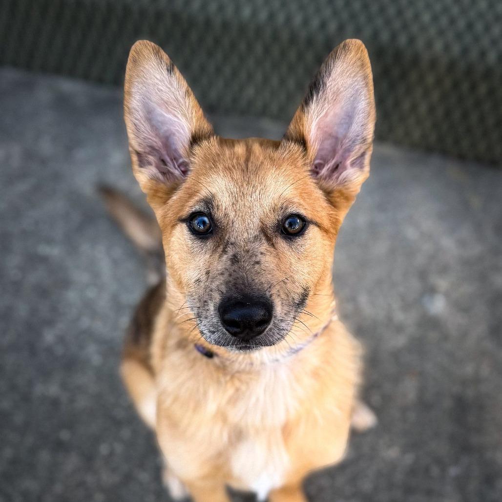 Enlarge Sweetpea, a Adoptable Mixed Breed in Boone, IA image 5/6