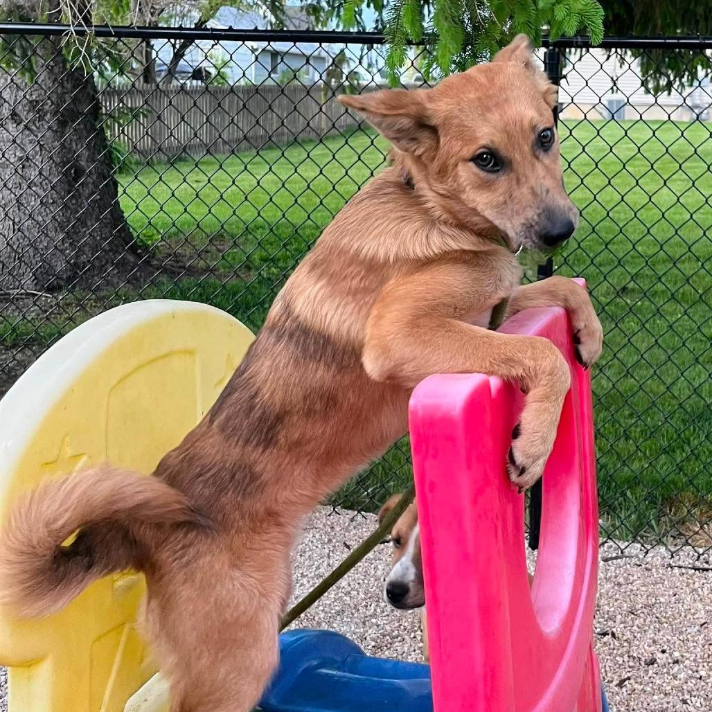 Enlarge Sweetpea, a Adoptable Mixed Breed in Boone, IA image 6/6