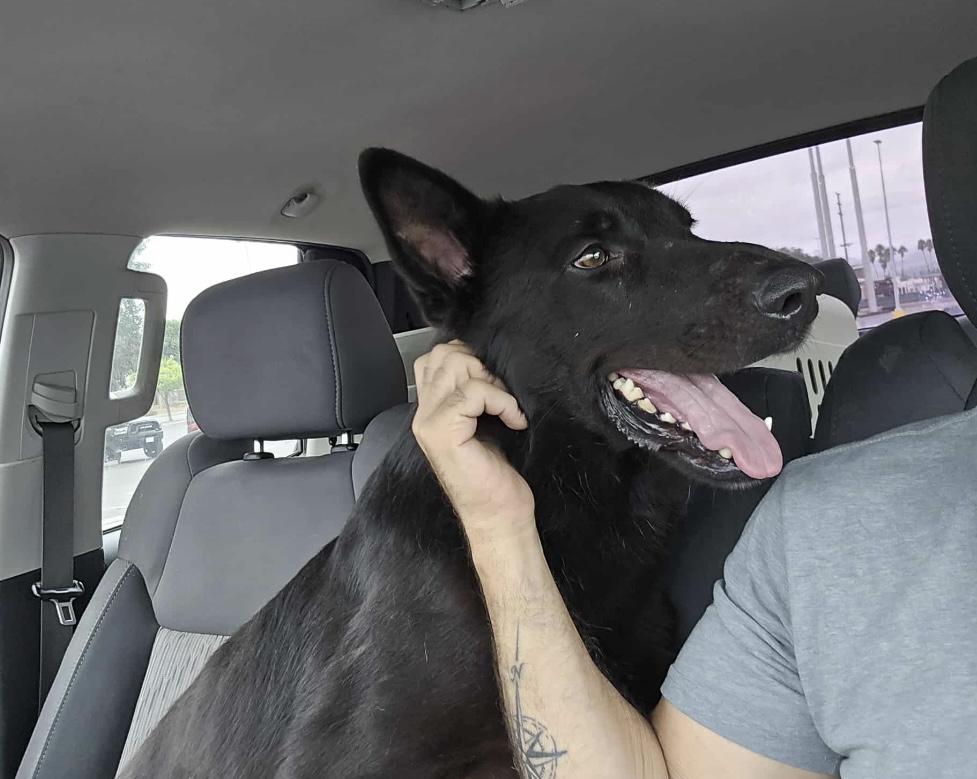 Basil, a Adoptable mixed breed in Sooke, BC image 5/5