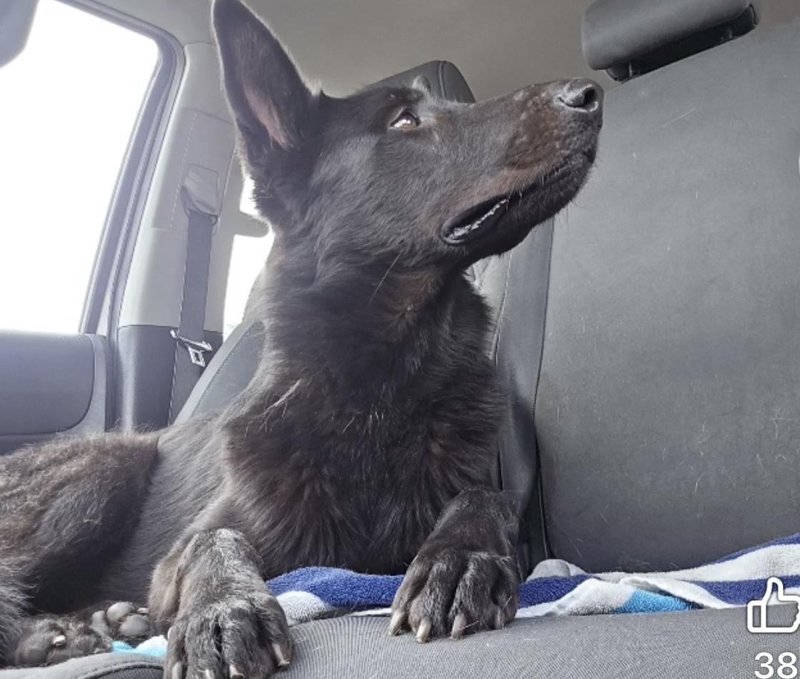 Basil, a Adoptable mixed breed in Sooke, BC image 2/5