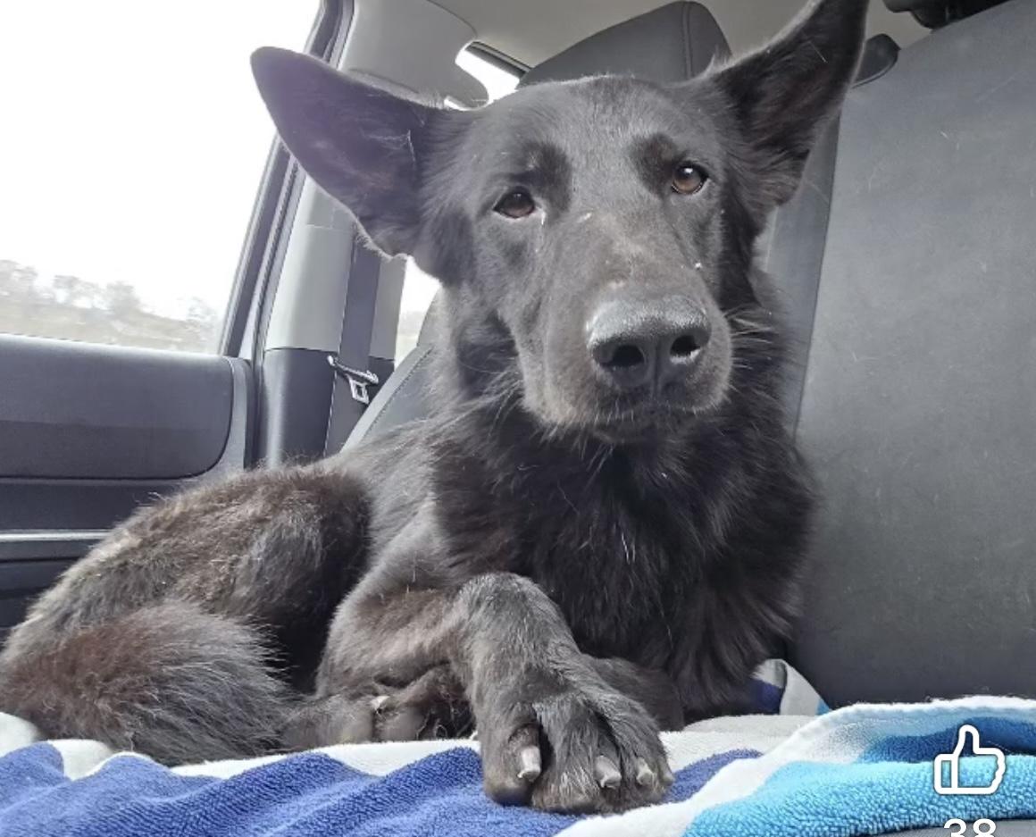 Basil, a Adoptable mixed breed in Sooke, BC image 4/5