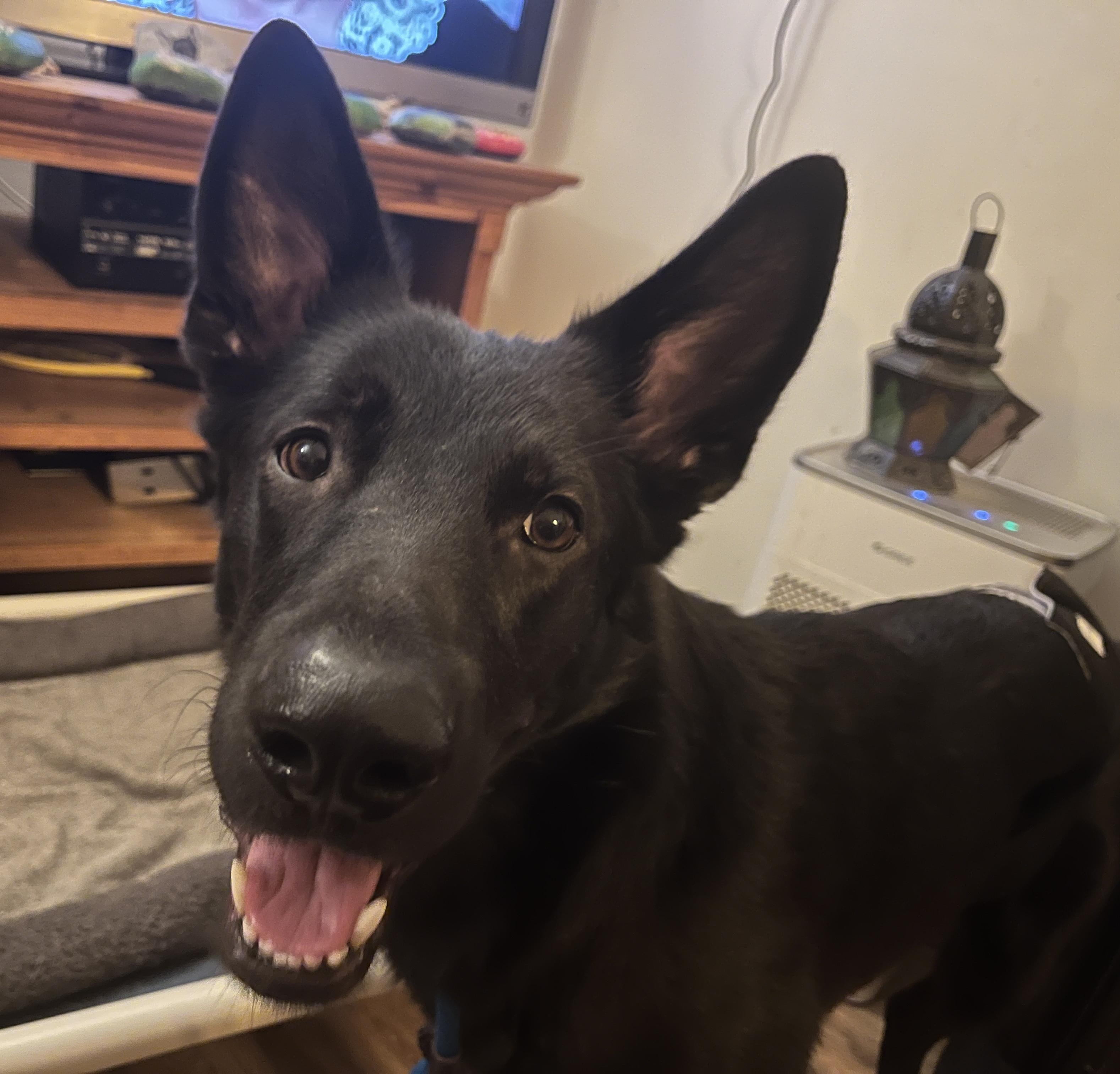 Basil, a Adoptable mixed breed in Sooke, BC image 1/5