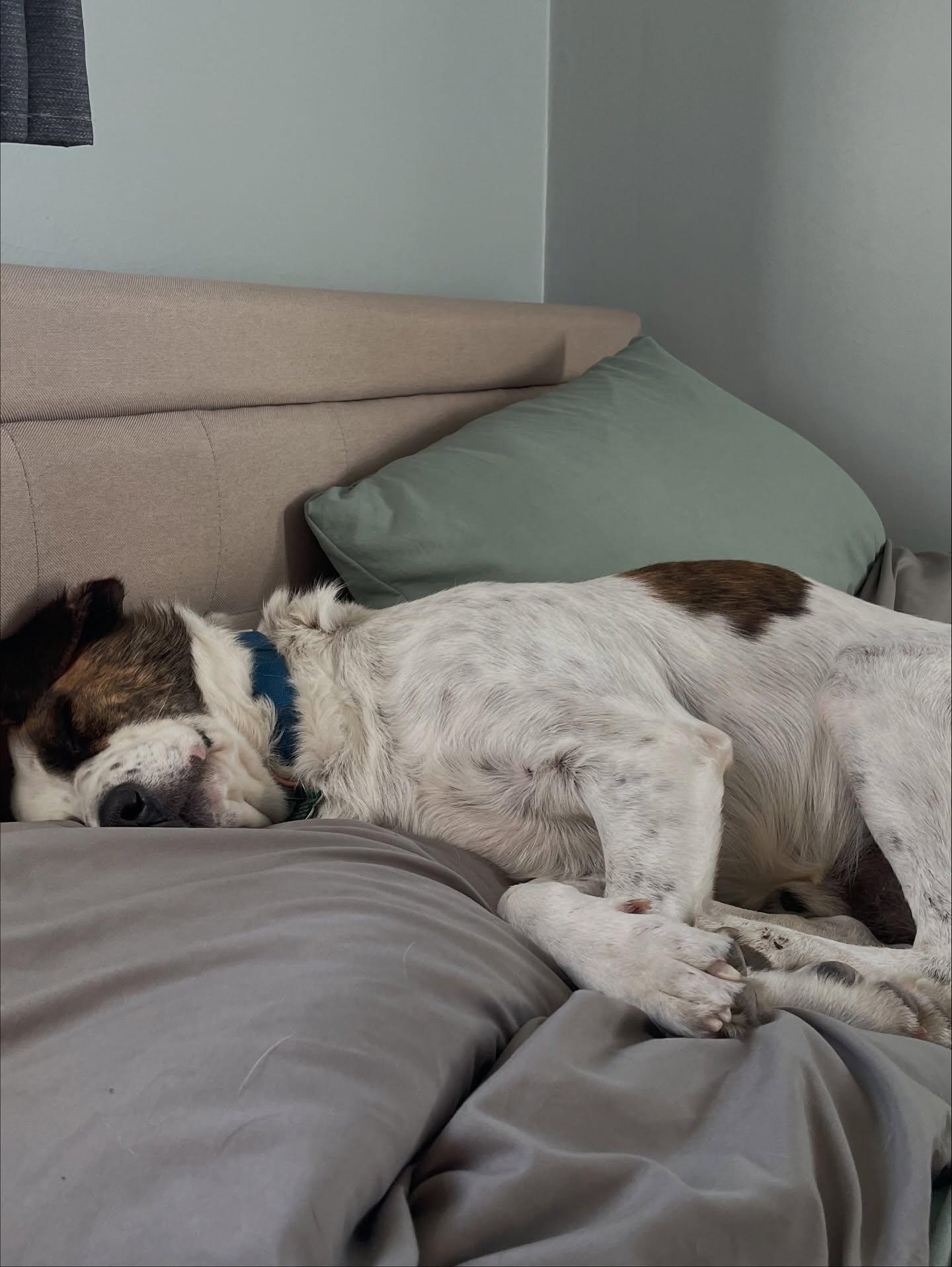 Derby, a Adoptable mixed breed in Commerce City, CO image 1/6